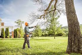 How Our Tree Care Process Works  in  Jacksonville, NC