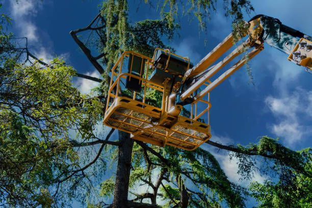Trusted Jacksonville, NC Tree Removal Experts